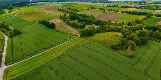 Vedere aeriană a câmpurilor verzi mărginite de șiruri de copaci
