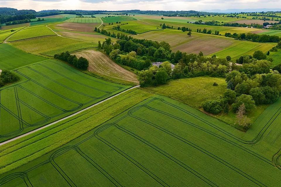 Vedere aeriană a câmpurilor verzi mărginite de șiruri de copaci